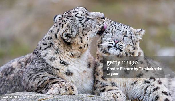 father grooming daughter - snow leopard fotografías e imágenes de stock