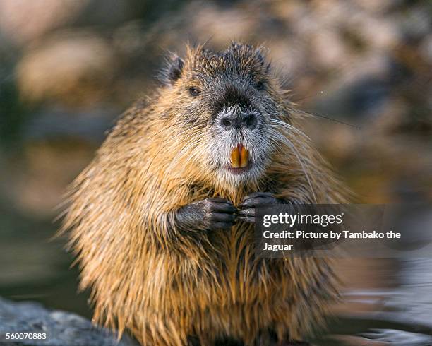 nutria with hands joined - rodent stock pictures, royalty-free photos & images