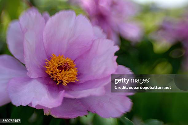 lilac - edoardogobattoni stockfoto's en -beelden