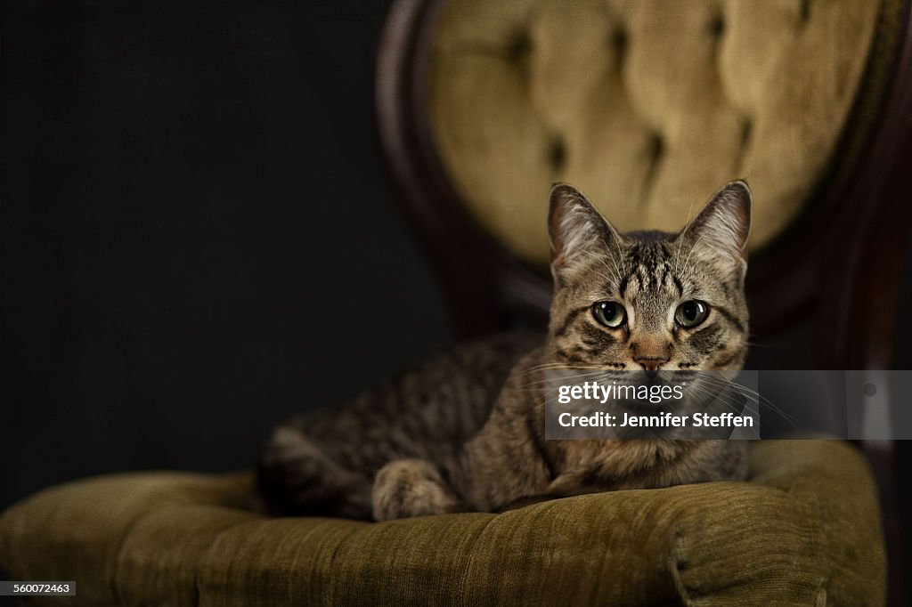 Royal cat