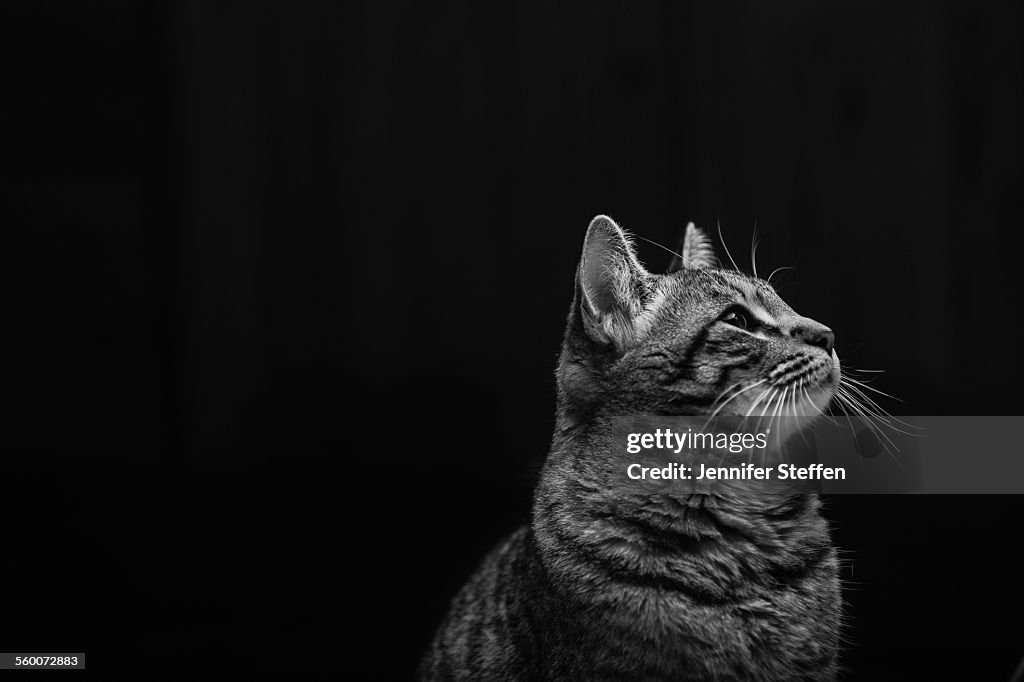 Cat, black and white