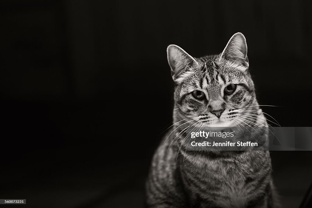 Tabby cat