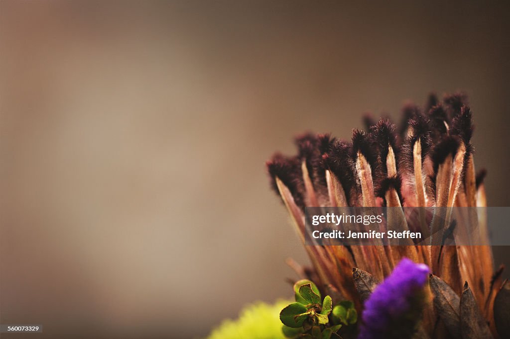 Protea