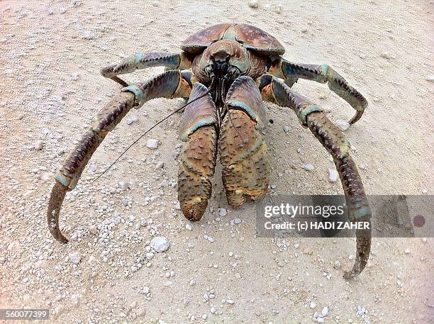 coconut crab | christmas island | australia - coconut crab stock pictures, royalty-free photos & images