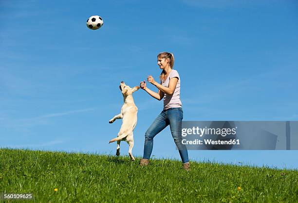 austria, mondsee, woman playing with labrador retriever on a meadow - upper austria stock pictures, royalty-free photos & images