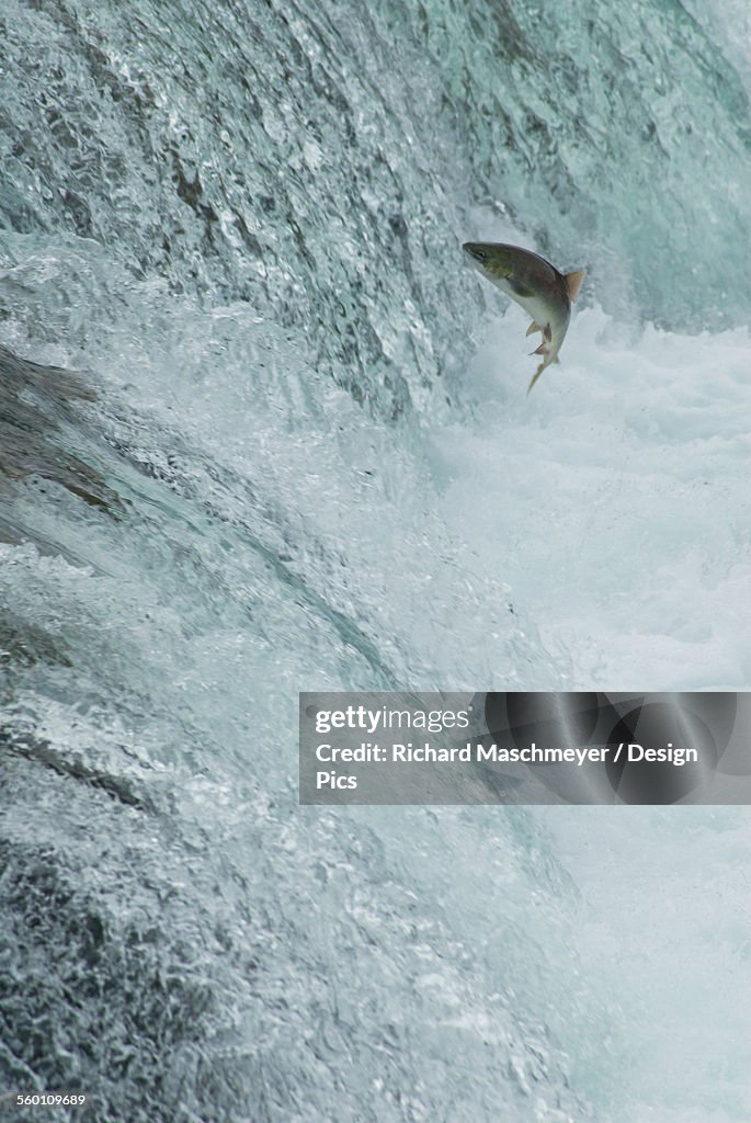 Sockeye salmon attempting to jump the falls at brooks camp in katmai national park