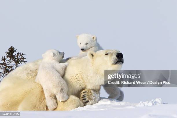 two polar bear (ursus maritimus) cubs climbing on their mother at wapusk national park - blue bear stock-fotos und bilder