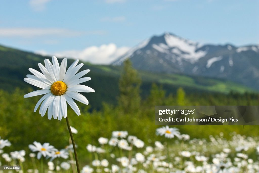 A Group Of Daisies Grow In The Meadows Of Turnagain Pass In Chugach National Forest, Kenai Peninsula, Southcentral Alaska, Summer