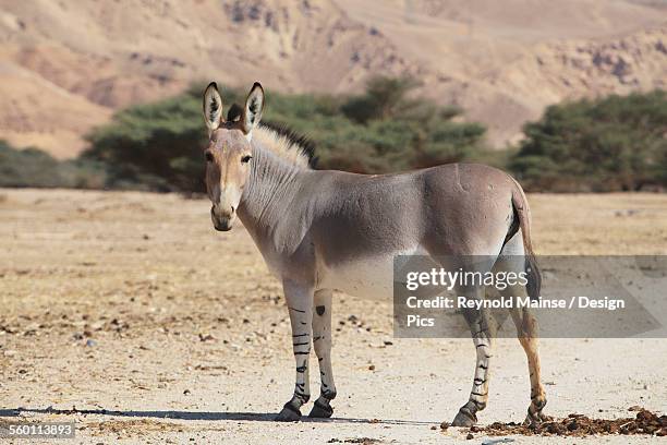 336 アフリカノロバ Stock Photos, High-Res Pictures, and Images - Getty Images