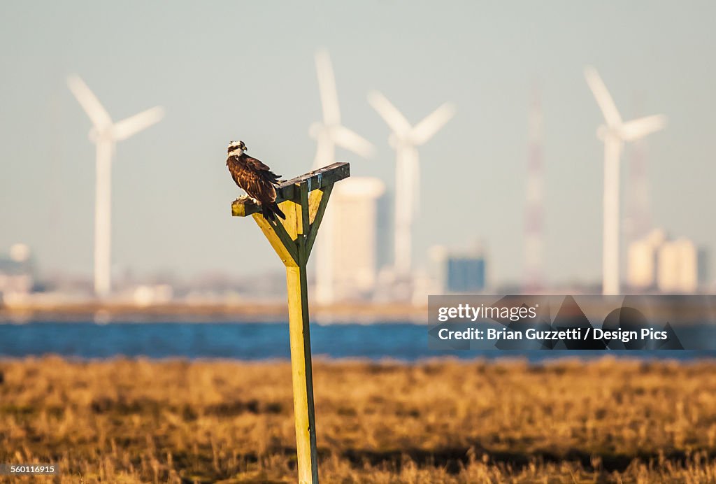 An osprey (pandion haliaetus) sits on a manmade perch in the new jersey wetlands with a wind farm in the background