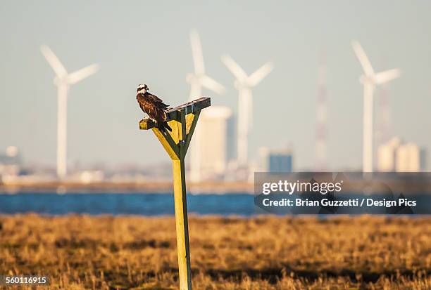 an osprey (pandion haliaetus) sits on a manmade perch in the new jersey wetlands with a wind farm in the background - osprey design stock pictures, royalty-free photos & images