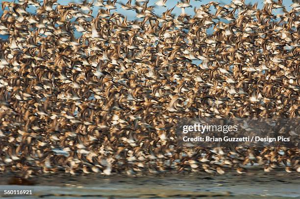 a large flock of birds in flight at the copper river delta shorebird festival - dunlin bird stock pictures, royalty-free photos & images