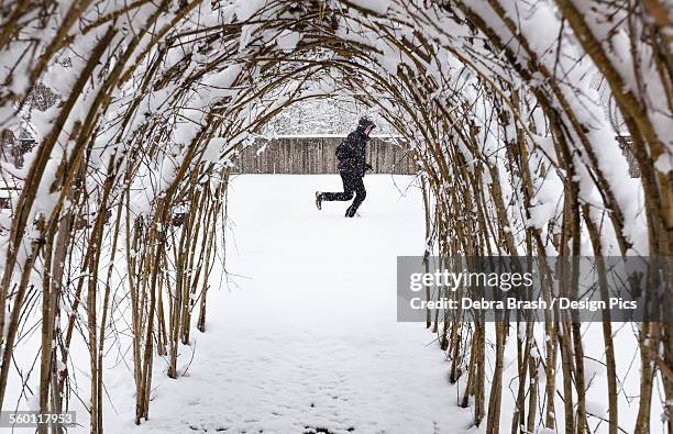 a man runs through the snow in a garden with a willow trellis in cowichan bay on vancouver island - cowichan bay stock pictures, royalty-free photos & images