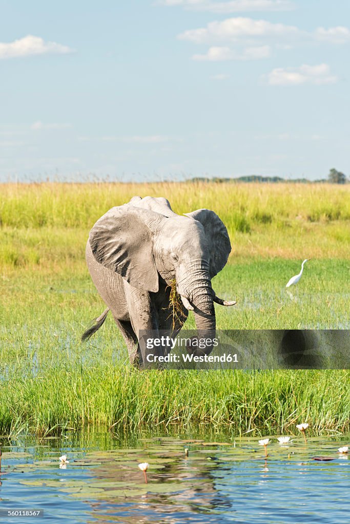 Botswana, Chobe National Park, African elephant at Chobe River