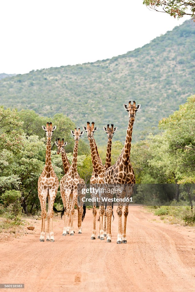 South Africa, Limpopo, Marakele National Park, Group of giraffes standing in road