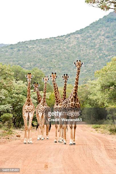 south africa, limpopo, marakele national park, group of giraffes standing in road - safari animals - fotografias e filmes do acervo