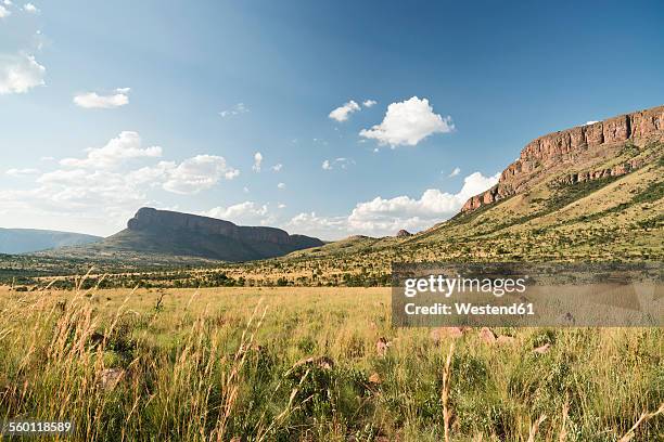 south africa, limpopo, marakele national park, waterberg - provincia de limpopo fotografías e imágenes de stock