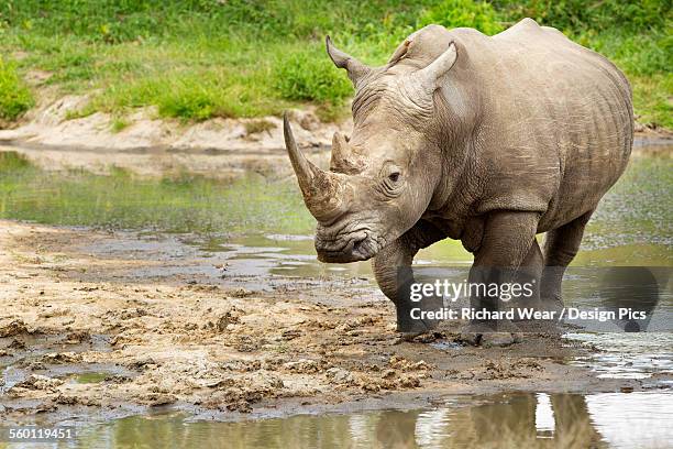 northern white rhinoceros (ceratotherium simum cottoni) at a watering hole, gomo gomo game lodge - northern white rhino stock-fotos und bilder