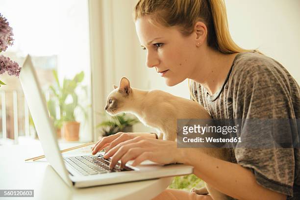 woman with burmese cat using laptop - burmese cat stock-fotos und bilder