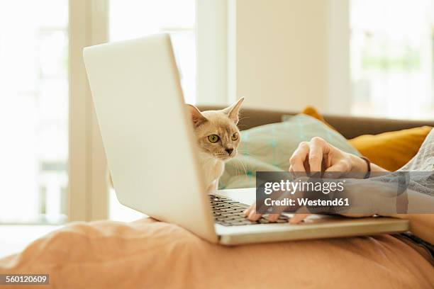 woman with burmese cat using laptop - burmese cat stock pictures, royalty-free photos & images