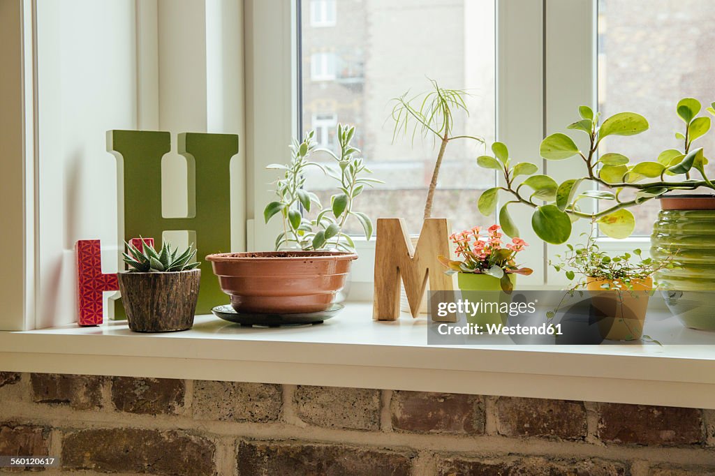 Window sill with plants and letters H and M