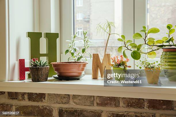 window sill with plants and letters h and m - peitoril de janela imagens e fotografias de stock