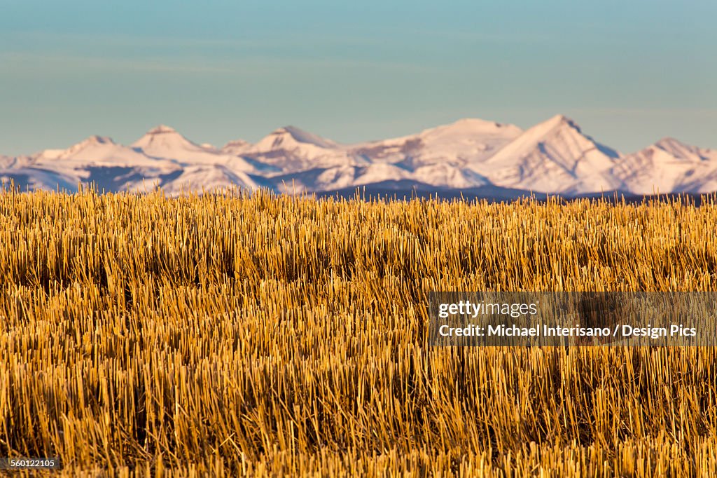 Close up of a barley stubble field with snow covered mountain range in the background and blue sky