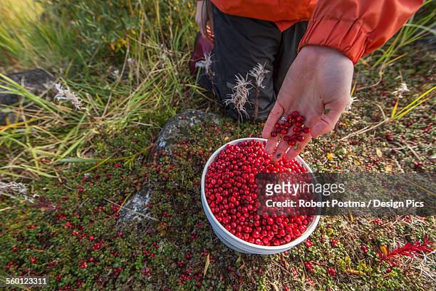 womans hand filling buckets full of wild cranberries on the shore of hudson bay - cranberry harvest stock-fotos und bilder