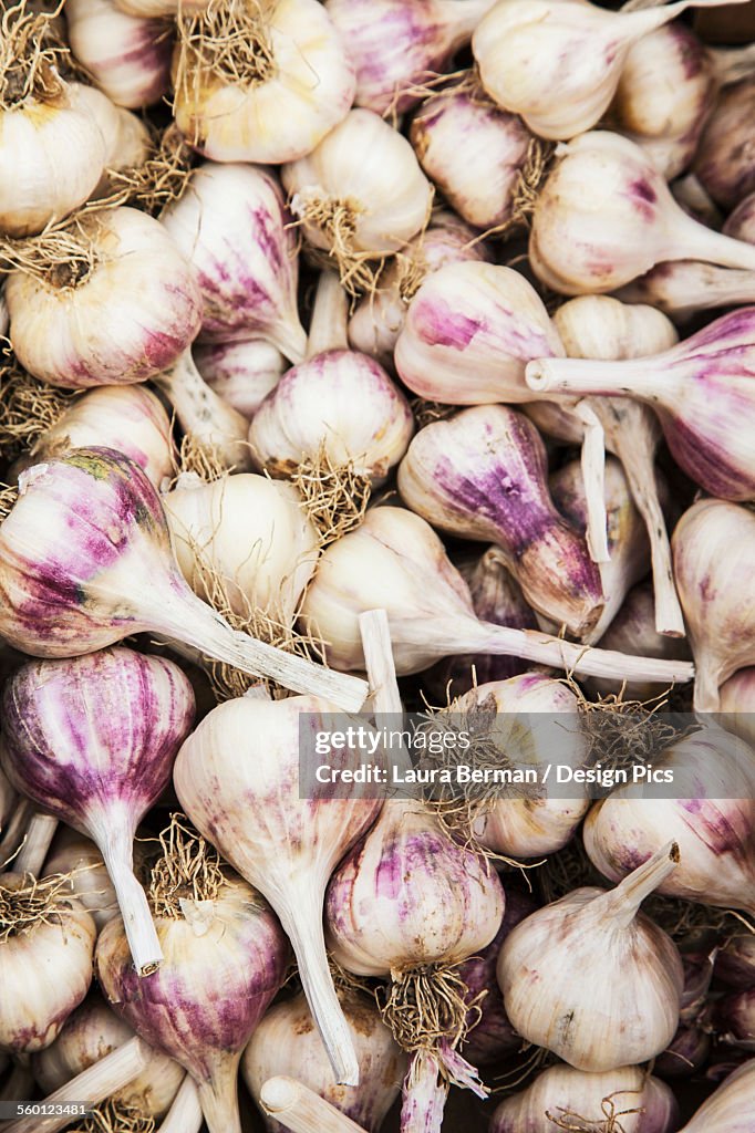 Purple hardneck garlic
