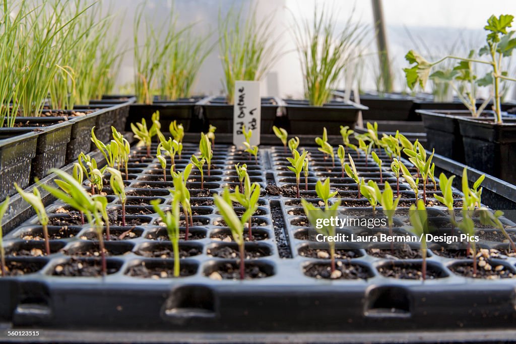 Cayenne pepper seedlings growing in a greenhouse in individual cell pack trays