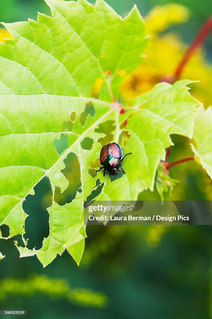 Japanese beetle (Popillia japonica) skeletonizing wild fox grape leaves