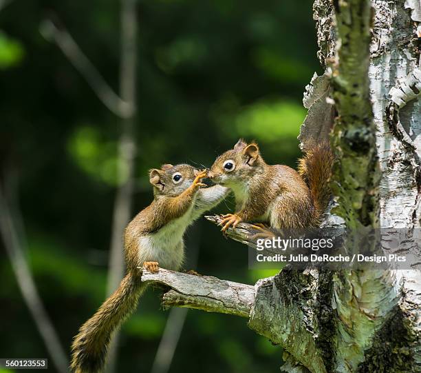two baby red squirrels (sciurus vulgaris) playing in a tree - linda rama fotografías e imágenes de stock
