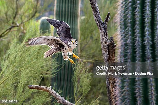prairie falcon (falco mexicanus), sonoran desert - sonoran desert stockfoto's en -beelden