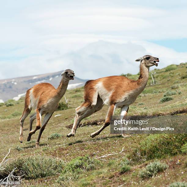 guanaco (lama guanicoe), torres del paine national park - lama stockfoto's en -beelden