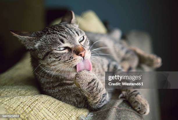 tabby cat resting on a couch licking paw - licking stock pictures, royalty-free photos & images