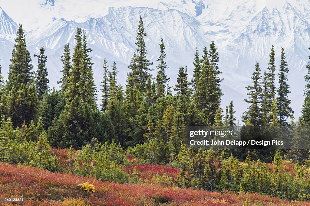 Taiga (boreal) forest and tundra near Wonder Lake in Denali National Park, interior Alaska, with the snow-covered mountains of the Alaska Range near the base of Mt. McKinley in the background. Fall.