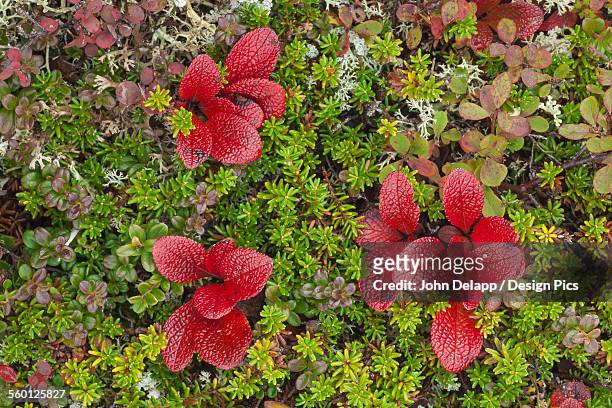 macro shot of bearberry and other colorful tundra plants near wonder lake in denali national park, interior alaska. fall. - arctostaphylos uva ursi stock-fotos und bilder