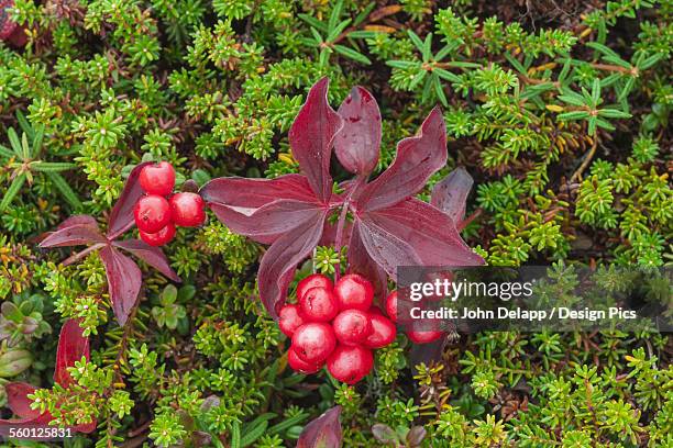 maco shot of bunchberry (dwarf dogwood) and other colorful tundra plants near wonder lake in denali national park, interior alaska. fall. - bunchberry cornus canadensis stock pictures, royalty-free photos & images