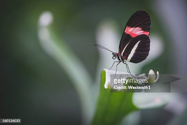 postman butterfly in butterfly house - heliconiinae stockfoto's en -beelden