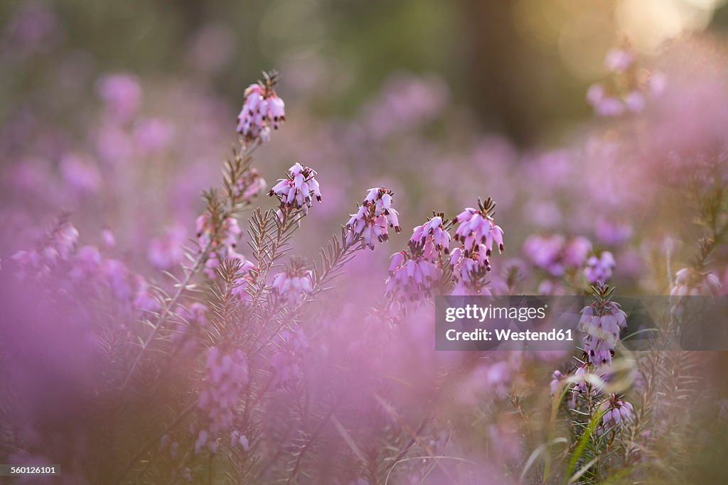 Germany, Bavaria, winter flowering heather, Erica carnea