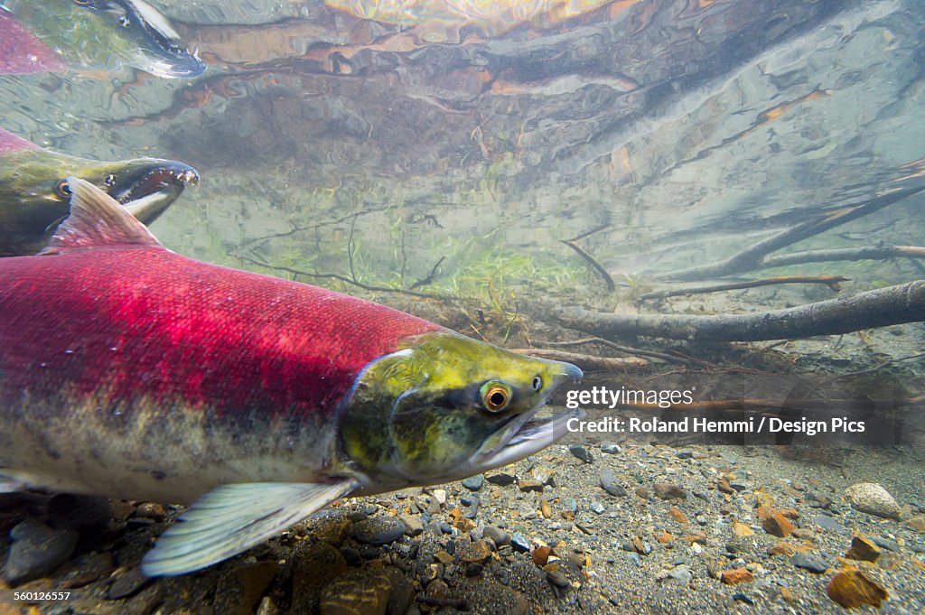 Close up of female sockeye salmon (Oncorhynchus nerka)