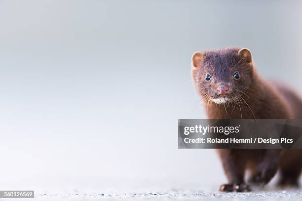 close up of a mink (neovison vison) - american mink fotografías e imágenes de stock