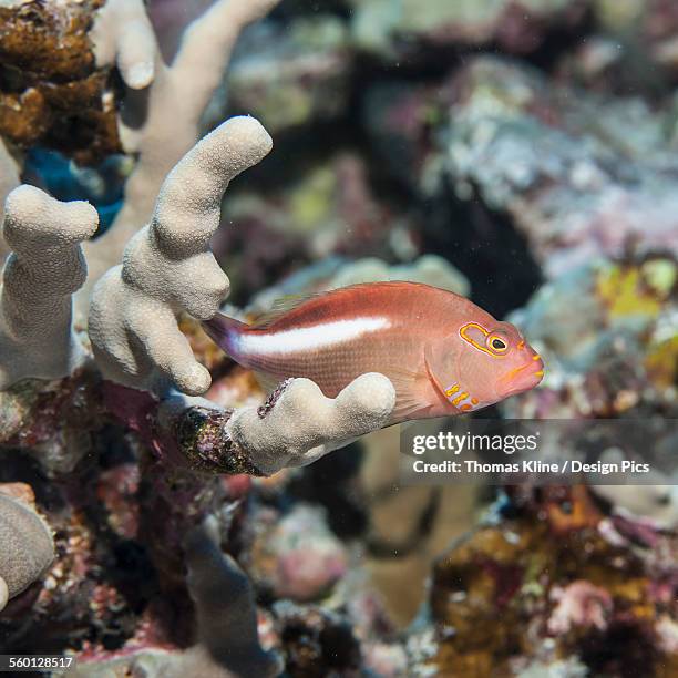 arc-eye hawkfish (paracirrhites arcatus) lurking on finger coral (porites compressa), near kona - arc eye hawkfish stock pictures, royalty-free photos & images