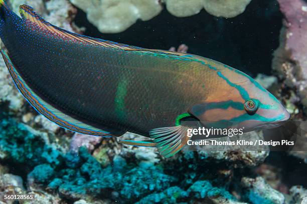 Coris Shell 248 Coris Stock Photos, High-Res Pictures, and Images - Getty Images