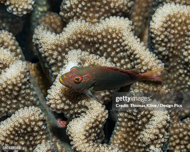 arc-eye hawkfish (paracirrhites arcatus) resting on antler coral - arc eye hawkfish stock pictures, royalty-free photos & images