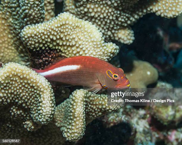 arc-eye hawkfish (paracirrhites arcatus) resting on antler coral - arc eye hawkfish stock pictures, royalty-free photos & images