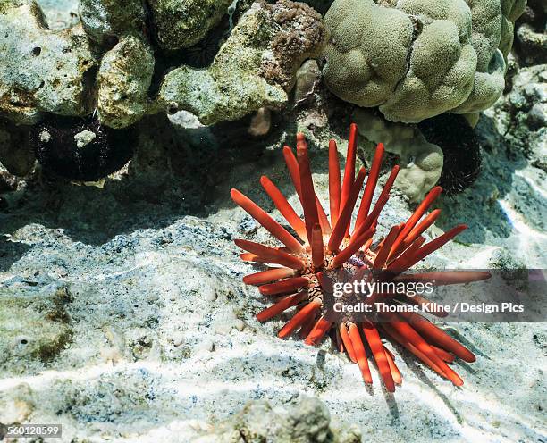 red slate pencil urchin (heterocentrotus mammillatus) in shallow water - slate pencil stock-fotos und bilder