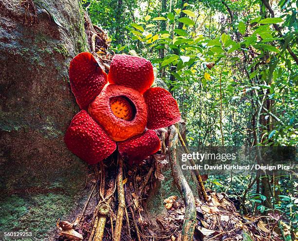 rafflesia, the worlds largest flower - rafflesia stock-fotos und bilder