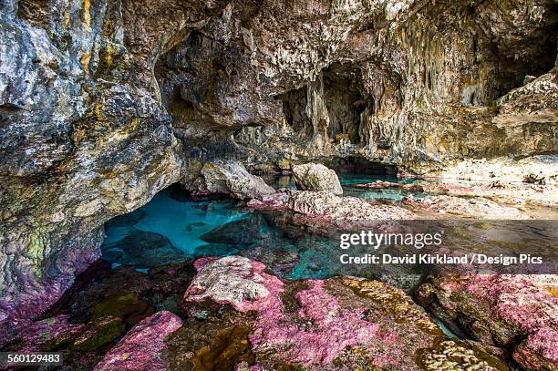 soft corals decorate the ocean caves that line the nuie coastline - niue 個照片及圖片檔