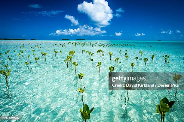 young mangroves form part of the marine park, near the tuvalu mainland - tuvalu stock pictures, royalty-free photos & images